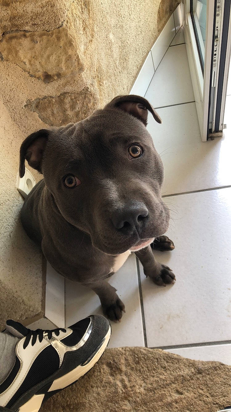 Hasko participe au concours pour gagner de l'argent avec cette photo : american_pit_bull_terrier, american_staffordshire_terrier, canidae, carnivore, dog, dog_breed, fawn, mammal, non_sporting_group, nose, pit_bull, rare_breed_dog, snout, sporting_group, staffordshire_bull_terrier, vertebrate