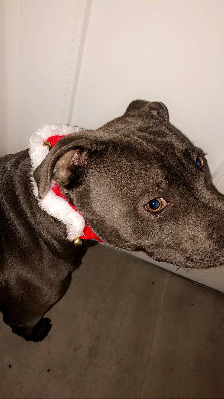 Hasko a rejoint le concours — aidez-le/la à gagner de superbes lots ! american_pit_bull_terrier, american_staffordshire_terrier, canidae, carnivore, dog, dog_breed, dog_collar, ear, fawn, greyhound, mammal, non_sporting_group, nose, pit_bull, snout, sporting_group, vertebrate, weimaraner, whiskers