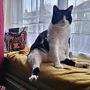 Jax is registered to the contest to win money with this photo: cat, black_and_white, window, curtains, blanket, pillow, colorful_art, indoor, pet, relaxed, sitting, fur, animal, cozy, home, radiator, natural_light, furniture, curtain_pattern, pink_nose