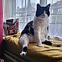 cat, black_and_white, window, curtains, blanket, pillow, colorful_art, indoor, pet, relaxed, sitting, fur, animal, cozy, home, radiator, natural_light, furniture, curtain_pattern, pink_nose