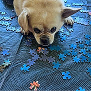 Oisin is registered to the contest to win money with this photo: dog, small_dog, puzzle_pieces, blue_puzzle, brown_puzzle, lying_down, curious, close_up, indoor, pet, animal, cute, tablecloth, texture, focused, ears, snout, front_paws, playful, background