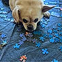 dog, small_dog, puzzle_pieces, blue_puzzle, brown_puzzle, lying_down, curious, close_up, indoor, pet, animal, cute, tablecloth, texture, focused, ears, snout, front_paws, playful, background
