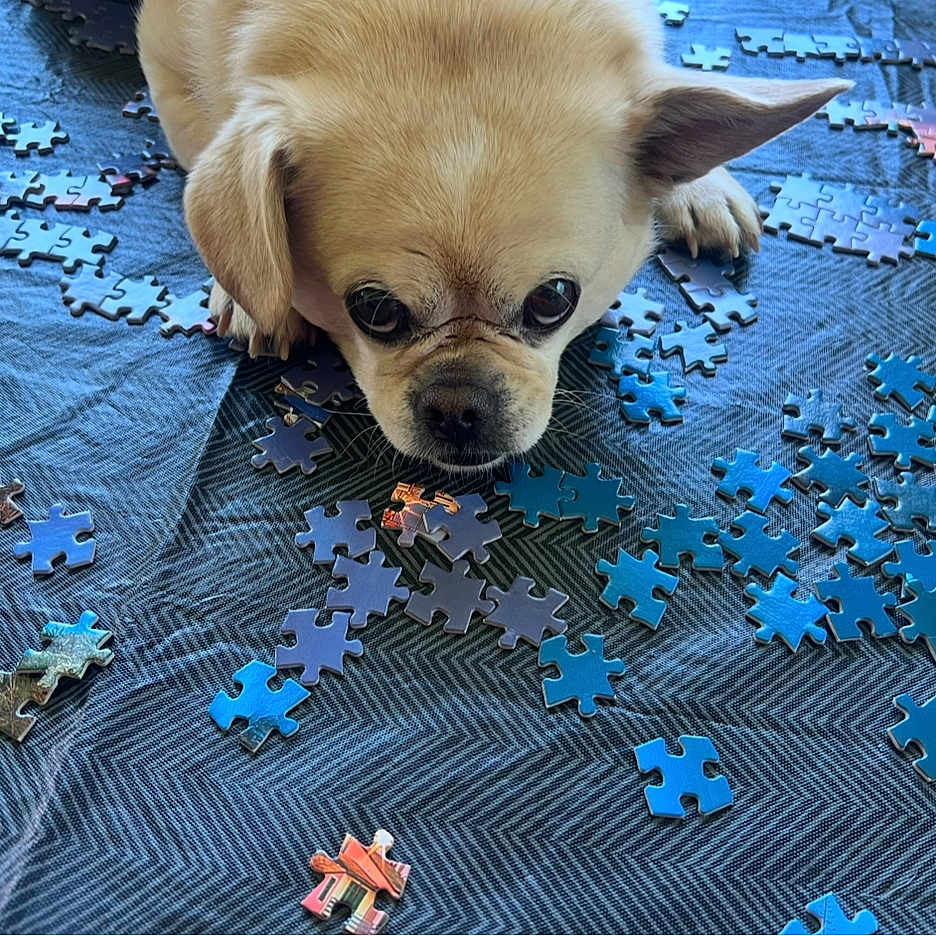 Oisin is registered to the contest to win money with this photo: animal, background, blue_puzzle, brown_puzzle, close_up, curious, cute, dog, ears, focused, front_paws, indoor, lying_down, pet, playful, puzzle_pieces, small_dog, snout, tablecloth, texture