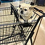 Oisin is registered to the contest to win money with this photo: animal, beige, companion, cute, dog, floor, handle, indoor, leash, looking_away, metal, paws, pet, shopping, shopping_cart, shopping_cart_handle, side_view, small_dog, store, wire