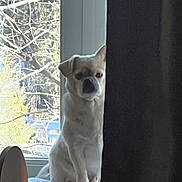 Oisin is registered to the contest to win money with this photo: animal, background, curtain, cushion, daylight, dog, furniture, home, indoor, light, looking, pet, portrait, quiet, shadow, sitting, still, tree_branches, white_dog, window