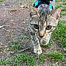 Moka participe au concours pour gagner de l'argent avec cette photo : animal, cat, closeup, curious, daylight, dirt_path, exploring, feline, focused, grass, ground, harness, leash, mammal, nature, outdoor, pet, tabby, walking, whiskers