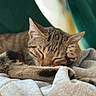 animal, blanket, cat, closeup, comfort, cozy, cute, domestic, ears, fur, indoor, nap, paw, pet, relaxation, resting, sleeping, soft, tabby, whiskers