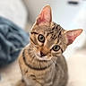 Moka participe au concours pour gagner de l'argent avec cette photo : cat, kitten, tabby, pet, animal, cute, feline, head_tilt, whiskers, ears, eyes, fur, indoor, close_up, portrait, curious, soft_focus, domestic_animal, young, cute_pet