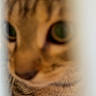 cat, tabby, close_up, blurred, feline, fur, striped, peek, curious, animal, pet, whiskers, eyes, soft_focus, indoor, cute, mammal, portrait, face, young