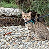 Moka participe au concours pour gagner de l'argent avec cette photo : alert, animal, branches, bushes, cat, daylight, feline, fur, greenery, harness, leash, mouth_open, nature, outdoor, pebbles, pet, rocks, sitting, tabby_cat, whiskers