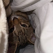 Moka a rejoint le concours — aidez-le/la à gagner de superbes lots ! cat, tabby, pet, animal, feline, cozy, blanket, white, soft, fur, cute, indoor, resting, curious, face, ears, whiskers, sleepy, comfort, closeup