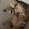 animal, bed, cat, cozy, cute, domestic, feline, fur, indoor, nap, paws, pet, relaxed, resting, sleeping, soft, striped, tabby, tail, whiskers