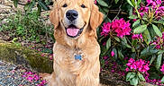 Valou a rejoint le concours — aidez-le/la à gagner de superbes lots ! animal, canine, dog, flower, fur, garden, golden_retriever, grass, happy, leaf, nature, outdoor, pet, pink_flower, plant, shrubs, sitting, summer, sunlight, tongue_out
