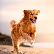 Valou a rejoint le concours — aidez-le/la à gagner de superbes lots ! animal, beach, canine, daytime, dog, energetic, fur, golden_retriever, happy, landscape, motion, nature, outdoor, pet, playful, running, sand, smiling, sunlight, sunset