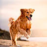 animal, beach, canine, daytime, dog, energetic, fur, golden_retriever, happy, landscape, motion, nature, outdoor, pet, playful, running, sand, smiling, sunlight, sunset