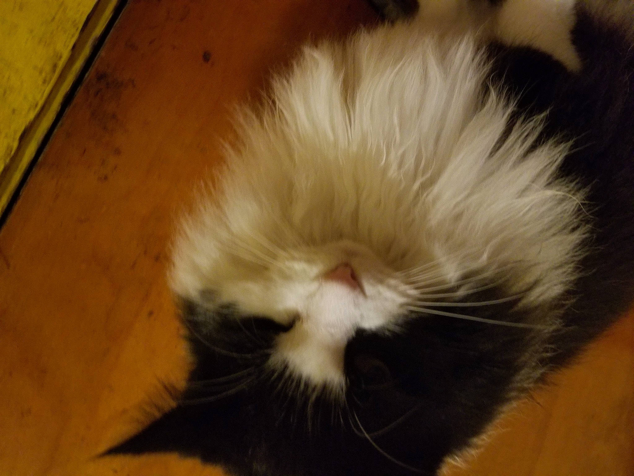 Tinkerbell is registered to the contest to win money with this photo: carnivore, cat, claw, eye, felidae, flooring, foot, fur, hardwood, paw, plant, small_to_medium_sized_cats, snout, tail, terrestrial_animal, whiskers, wood