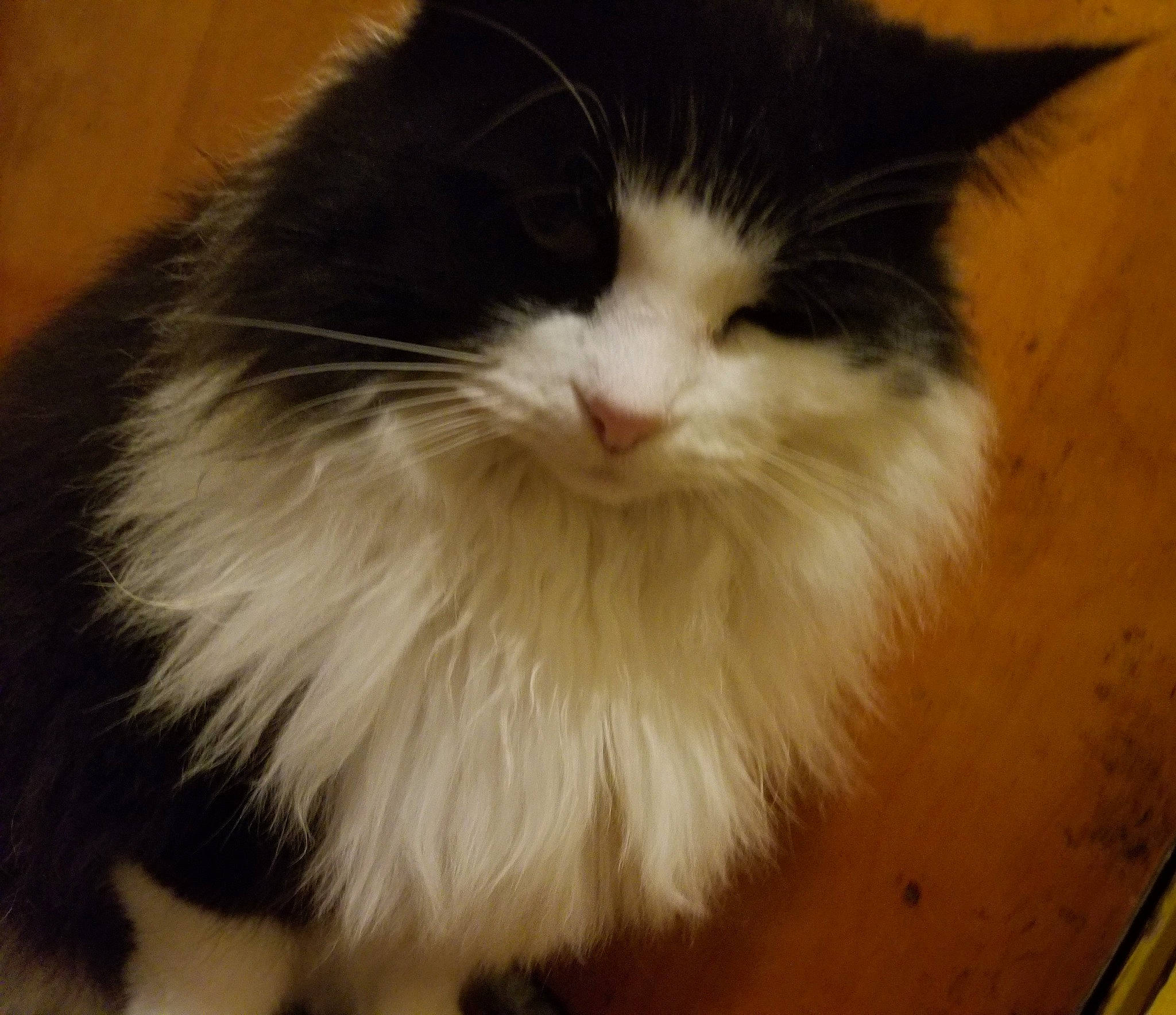 Tinkerbell is registered to the contest to win money with this photo: british_longhair, carnivore, cat, domestic_short_haired_cat, eye, fawn, felidae, flooring, fur, hardwood, small_to_medium_sized_cats, snout, tail, whiskers, wood