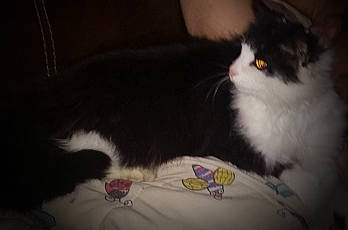 Tinkerbell is registered to the contest to win money with this photo: black, carnivore, cat, domestic_long_haired_cat, domestic_short_haired_cat, felidae, fur, small_to_medium_sized_cats, snapshot, snout, terrestrial_animal, vertebrate, whiskers, white, yellow