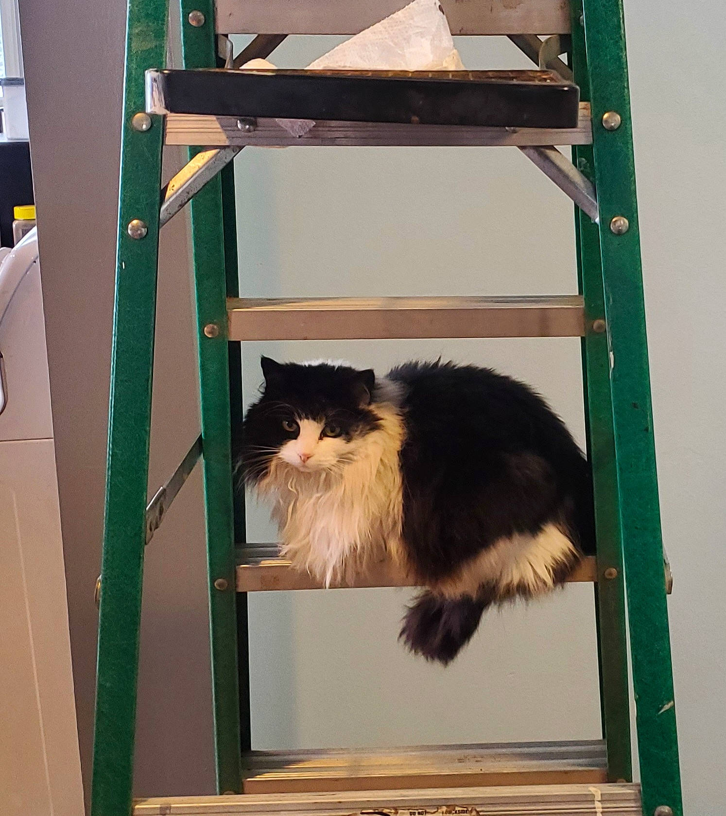 Tinkerbell is registered to the contest to win money with this photo: carnivore, fur, pet_supply, photography, rectangle, snapshot, tail, terrestrial_animal, tints_and_shades, wood