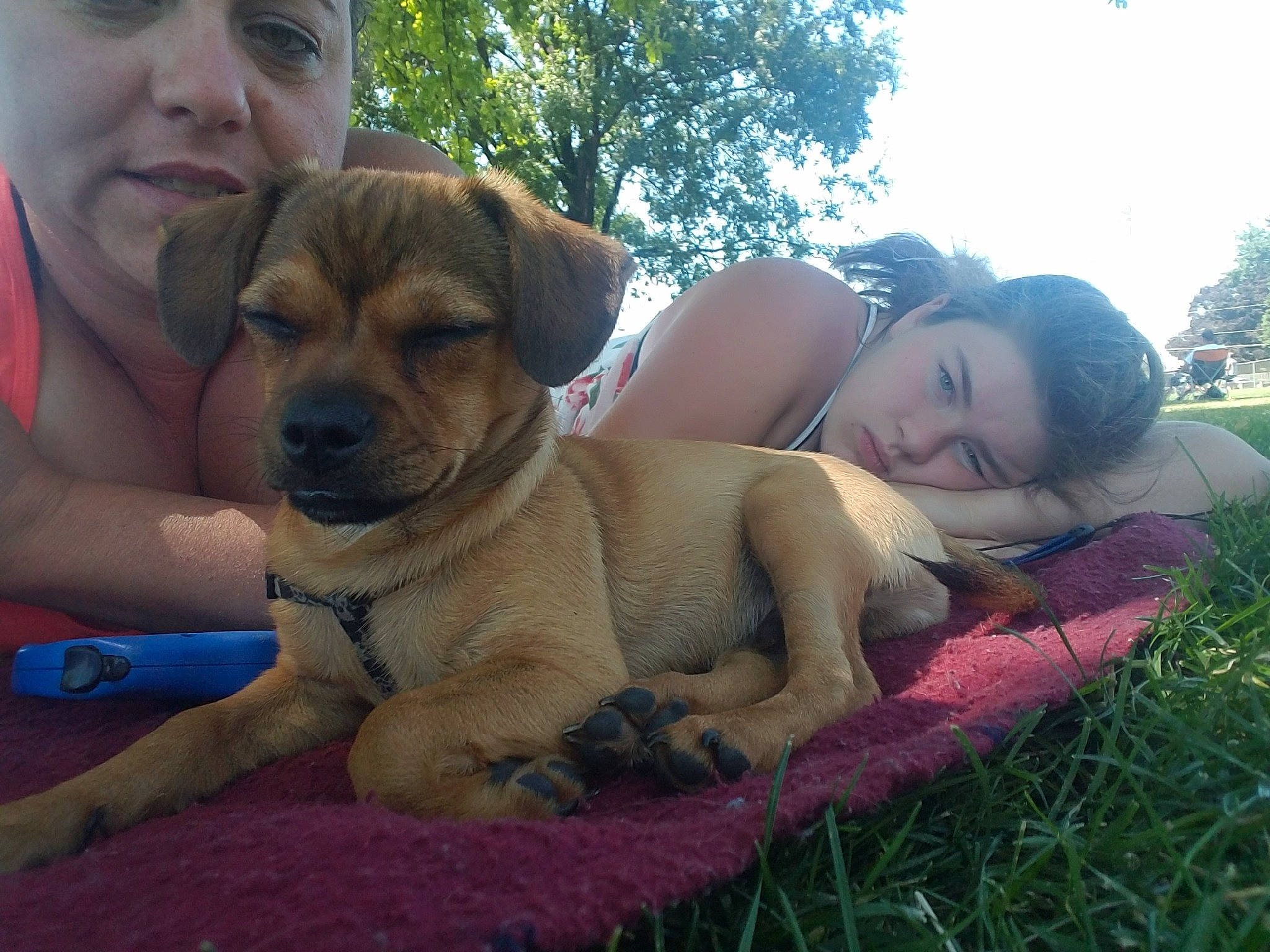 Champ is registered to the contest to win money with this photo: carnivore, comfort, companion_dog, dog, dog_breed, dog_supply, fawn, human, love, mammal, puppy, selfie, skin, snout, sporting_group, summer, sunlight, working_animal