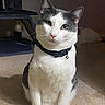 Lunar joined the competition — help win amazing prizes! cat, gray_and_white, pet, animal, portrait, sitting, indoors, collar, bell, whiskers, green_eyes, feline, fur, upright, carpet, cat_tree, home, close_up, cute, alert