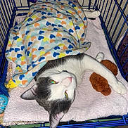 Lunar joined the competition — help win amazing prizes! cat, black_and_white, pet, sleeping, lying_down, upside_down, blanket, colorful, hearts, towel, pet_cage, cage, cozy, indoor, toy, brown_toy, yellow_toy, green_eyes, pink_nose, relaxed