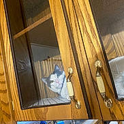 Luna joined the competition — help win amazing prizes! animal, bottle, cabinet_interior, cat, container, curiosity, curious, domestic, door_handle, feline, glass_door, household, indoor, kitchen, peek, pet, reflection, sink, window_blinds, wooden_cabinet