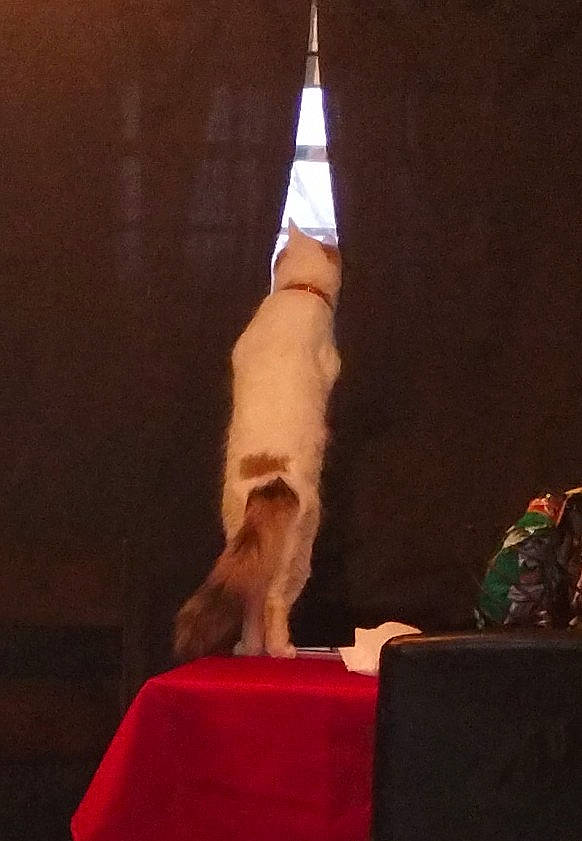 Ragzzy is registered to the contest to win money with this photo: canidae, carnivore, cat_supply, companion_dog, dog_breed, entertainment, event, fawn, felidae, non_sporting_group, performance, performance_art, performing_arts, public_event, room, small_to_medium_sized_cats, sporting_group, tail, whiskers