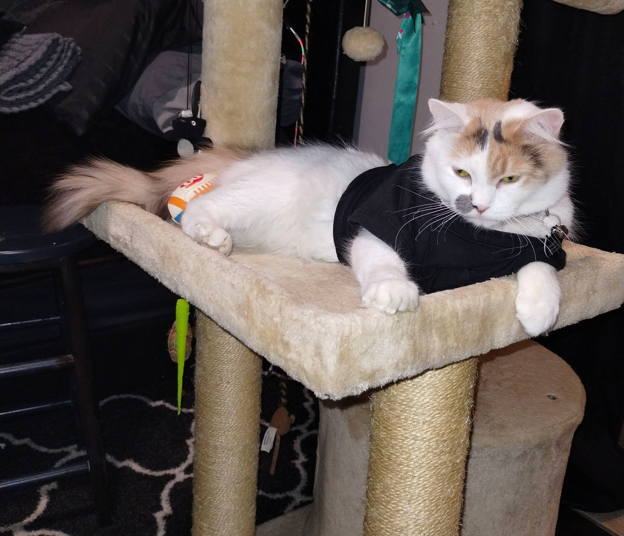 Ragzzy is registered to the contest to win money with this photo: bench, carnivore, cat, cat_supply, chair, comfort, companion_dog, domestic_short_haired_cat, fawn, felidae, fur, lap, mammal, outdoor_furniture, paw, sitting, small_to_medium_sized_cats, tail, whiskers, wood