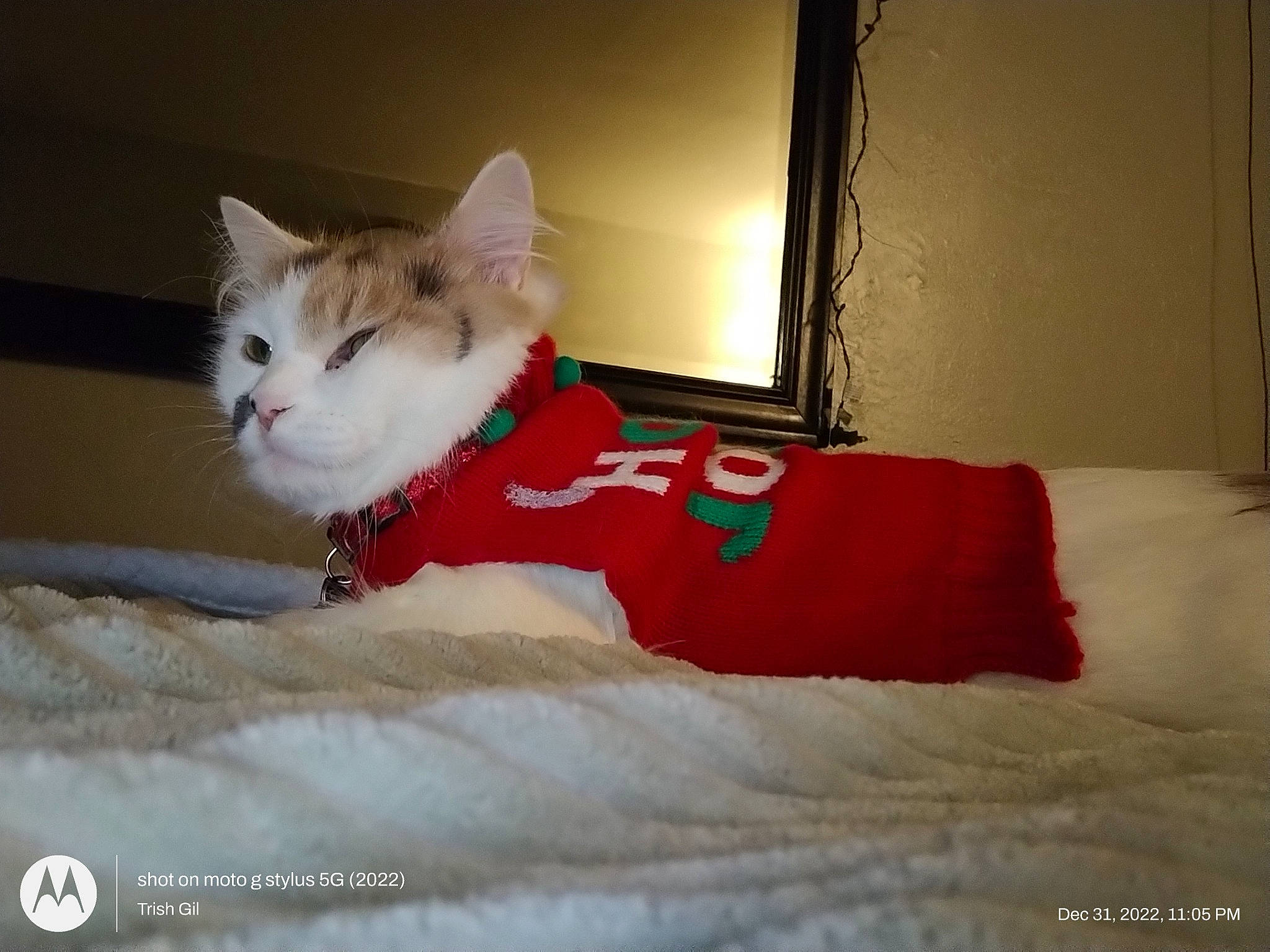 Ragzzy joined the competition — help win amazing prizes! bed, bedding, carmine, carnivore, cat, comfort, domestic_short_haired_cat, felidae, fur, linens, paw, room, sitting, small_to_medium_sized_cats, tail, whiskers, window, wood