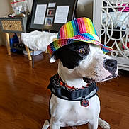 Bingo is registered to the contest to win money with this photo: accessory, attentive, chair, collar, colorful, cute, decor, dog, furniture, hardwood_floor, home_interior, household, indoor, pet, portrait, rainbow_hat, service_dog_tag, sitting, white_and_black_dog, wooden_floor