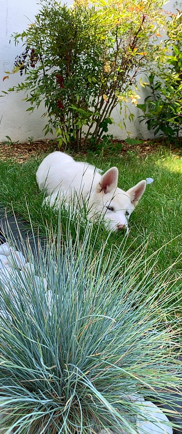 Tyler a rejoint le concours — aidez-le/la à gagner de superbes lots ! canidae, carnivore, fawn, grass, grass_family, mammal, plant, vertebrate