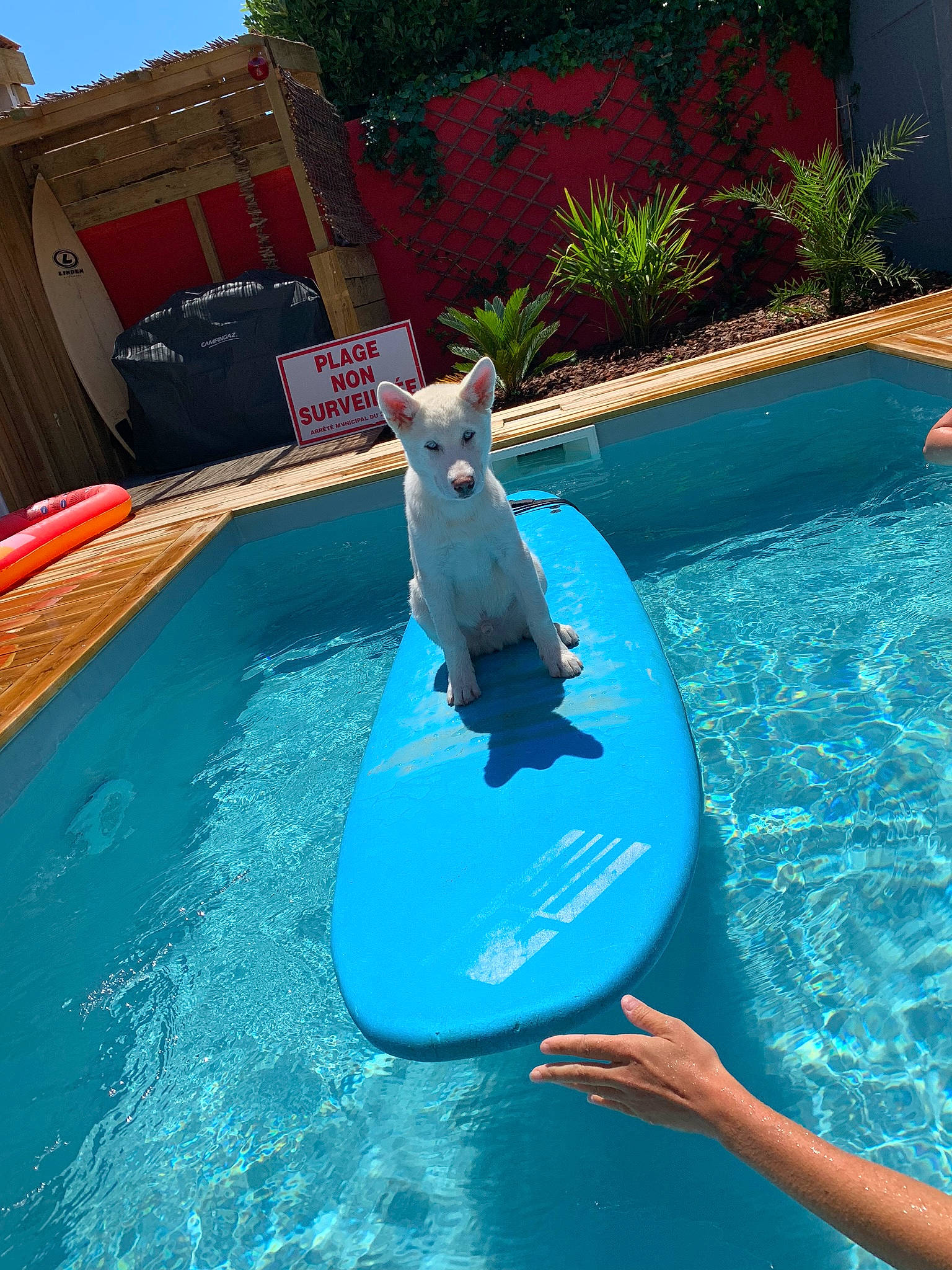 Tyler a rejoint le concours — aidez-le/la à gagner de superbes lots ! backyard, fawn, fun, games, inflatable, leisure, play, recreation, summer, swimming_pool, vacation, water