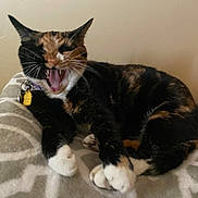 Lucy Goosy is registered to the contest to win money with this photo: animal, bed, blanket, calico, cat, closeup, collar, cute, domestic, feline, fur, indoor, mammal, paw, pet, relaxed, resting, sleepy, whiskers, yawning