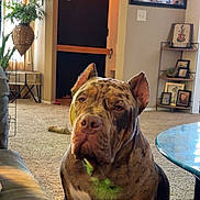 Memphis is registered to the contest to win money with this photo: dog, pit_bull, sitting, portrait, indoors, living_room, carpet, sofa, coffee_table, plant, front_door, wall_decor, framed_photos, pet, brown_fur, brindle_fur, white_chest, large_dog, serious_expression, home_interior