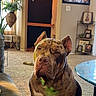 dog, pit_bull, sitting, portrait, indoors, living_room, carpet, sofa, coffee_table, plant, front_door, wall_decor, framed_photos, pet, brown_fur, brindle_fur, white_chest, large_dog, serious_expression, home_interior