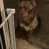 Memphis joined the competition — help win amazing prizes! dog, canine, pet, sitting, large_dog, muscular, brindle, short_hair, floppy_ears, cropped_ears, wrinkled_face, brown_dog, white_chest, collar, paws, indoor, carpet, baby_gate, home, portrait