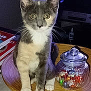 Beyia a rejoint le concours — aidez-le/la à gagner de superbes lots ! kitten, cat, indoor, wooden_tray, glass_jar, candies, table, books, television, curious, pet, animal, feline, sitting, whiskers, domestic, young, closeup, cute, colorful