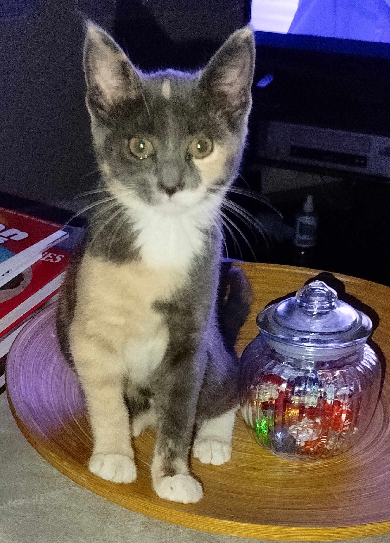 Beyia a rejoint le concours — aidez-le/la à gagner de superbes lots ! kitten, cat, indoor, wooden_tray, glass_jar, candies, table, books, television, curious, pet, animal, feline, sitting, whiskers, domestic, young, closeup, cute, colorful