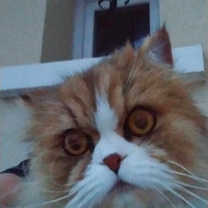 Uxia a rejoint le concours — aidez-le/la à gagner de superbes lots ! animal, cat, close_up, collar, curious, cute, domestic, eyes, face, feline, fluffy, fur, indoor, muzzle, orange, pet, portrait, whiskers, white, window