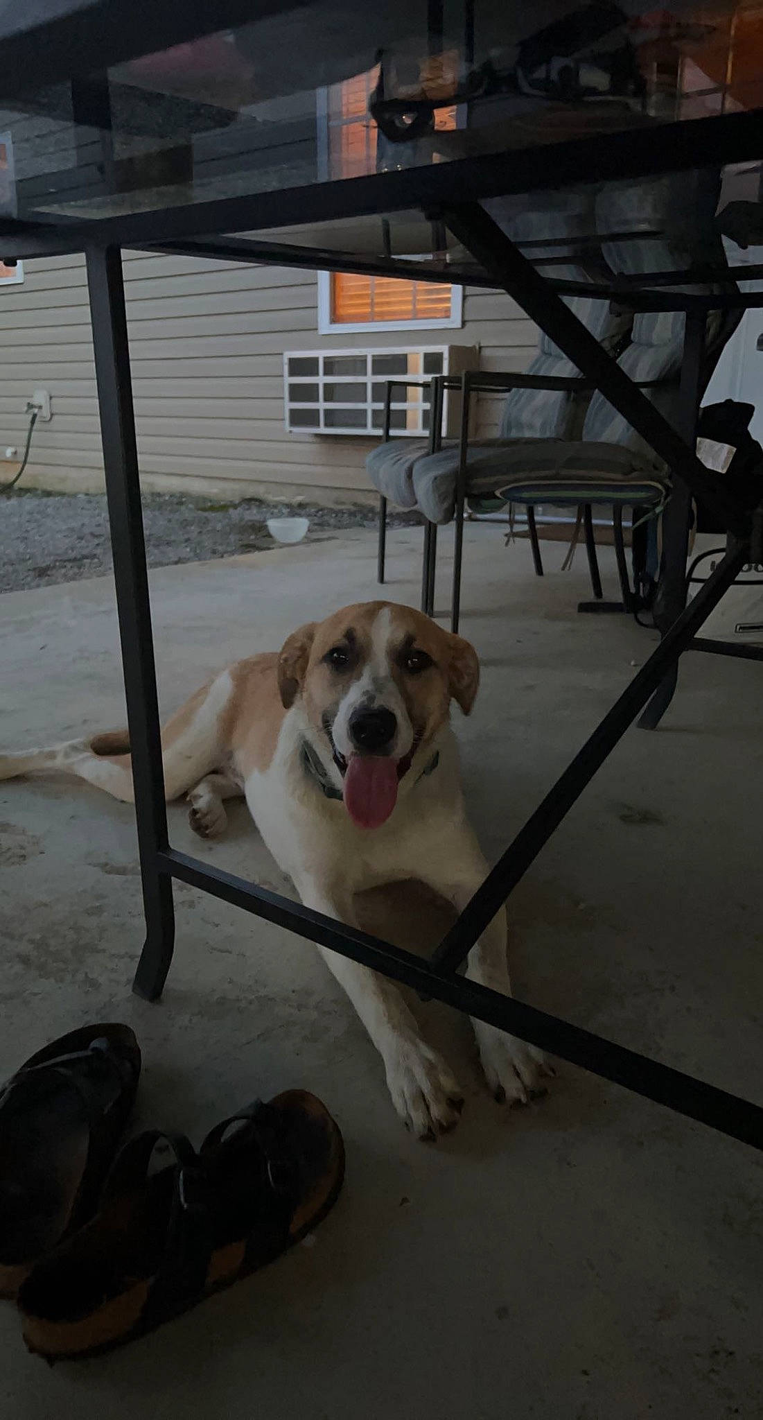 Remi is registered to the contest to win money with this photo: carnivore, chair, collar, companion_dog, dog, dog_breed, dog_collar, dog_supply, fawn, floor, flooring, handrail, hardwood, leash, parking, pet_supply, shade, sidewalk, sporting_group, working_animal