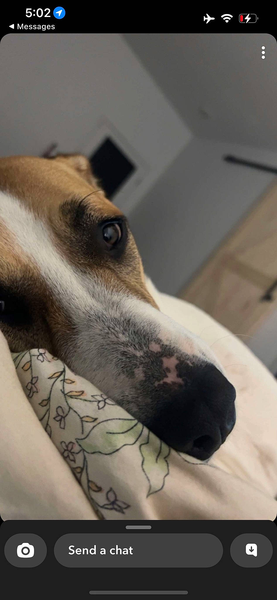 Remi joined the competition — help win amazing prizes! canidae, carnivore, comfort, companion_dog, dog, dog_breed, ear, fawn, fur, non_sporting_group, sporting_group, terrestrial_animal, whiskers, working_animal