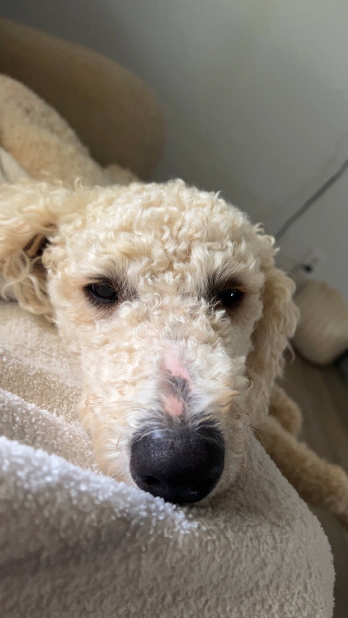 Dax is registered to the contest to win money with this photo: canidae, carnivore, collar, companion_dog, dog, dog_breed, eye, fur, hair, head, non_sporting_group, nose, poodle, snout, sporting_group, terrestrial_animal, terrier, toy_dog, water_dog, working_animal