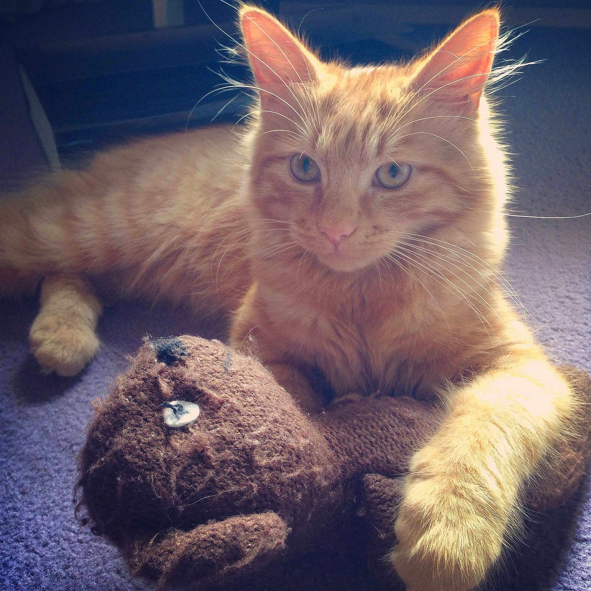 Dexter joined the competition — help win amazing prizes!