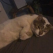 Natwest-Blake is registered to the contest to win money with this photo: cat, sleeping, bed, indoor, feline, resting, animal, pet, console, room, furniture, dim_light, cozy, blanket, table, electronics, relaxing, closeup, domestic, cute