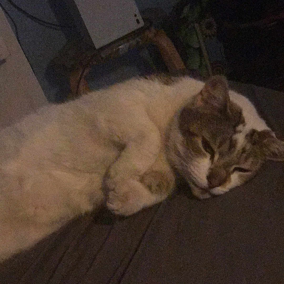 Natwest-Blake is registered to the contest to win money with this photo: animal, bed, blanket, cat, closeup, console, cozy, cute, dim_light, domestic, electronics, feline, furniture, indoor, pet, relaxing, resting, room, sleeping, table