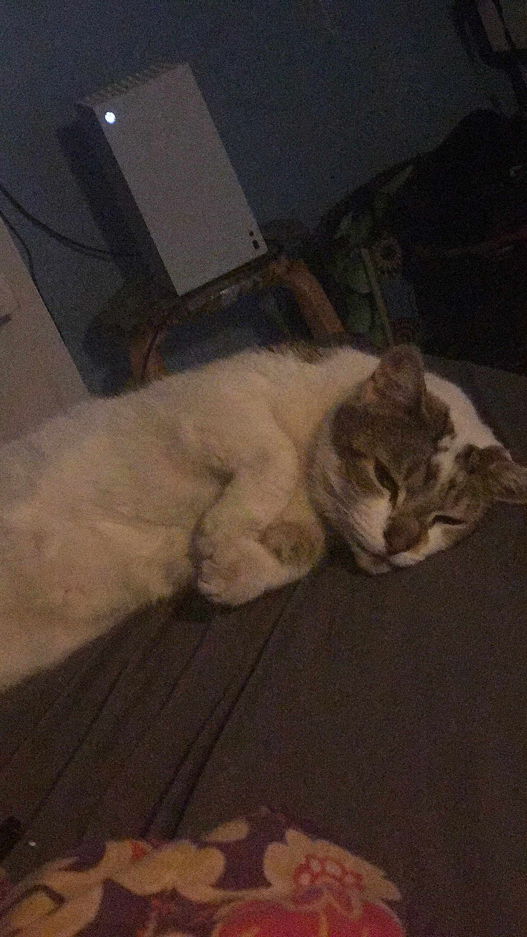 Natwest-Blake is registered to the contest to win money with this photo: cat, sleeping, bed, indoor, feline, resting, animal, pet, console, room, furniture, dim_light, cozy, blanket, table, electronics, relaxing, closeup, domestic, cute