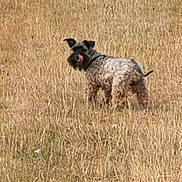 Geepsy participe au concours pour gagner de l'argent avec cette photo : animal, back_view, brown, canine, curious, dog, dry_grass, field, fur, grass, landscape, nature, outdoor, pet, playful, scruffy, summer, tongue, walking, wild