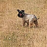 animal, back_view, brown, canine, curious, dog, dry_grass, field, fur, grass, landscape, nature, outdoor, pet, playful, scruffy, summer, tongue, walking, wild