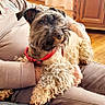Geepsy participe au concours pour gagner de l'argent avec cette photo : animal, brown, casual_clothing, comfort, companion, cozy, curly_fur, dog, furniture, home, indoor, lap, natural_light, person, pet, red_collar, relaxed, resting, seated, wood_floor